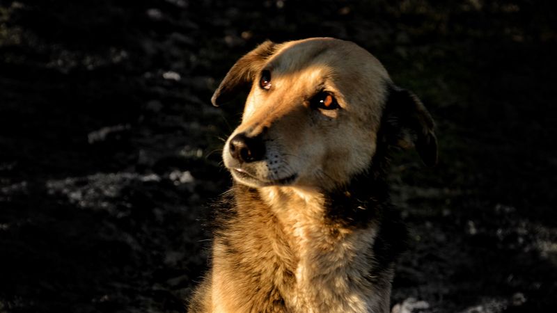 dog, brown, pet, glance, 4k