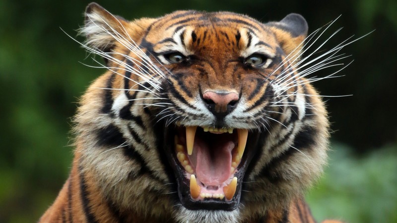 tiger, animals, predator, teeth