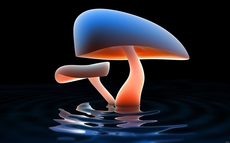 mushroom