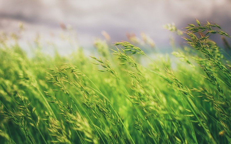 grass, fields, nature