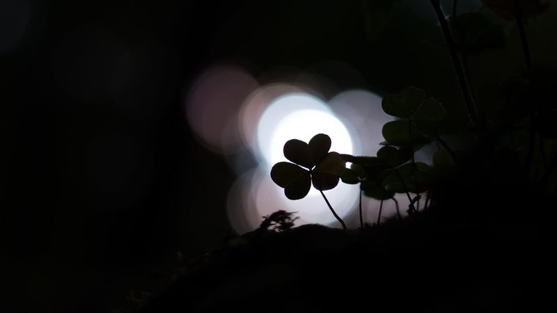 clover, shamrock, dark, plant, macro, 4k