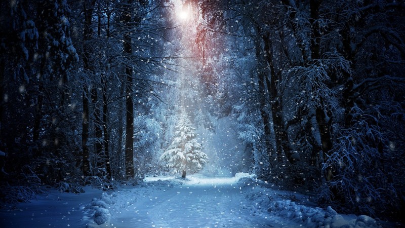 forest, winter, snow, nature