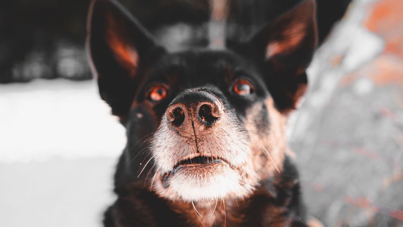 dog, black, face, pet, 4k