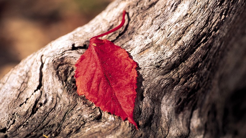 red, leaf, flowers, macro, photography