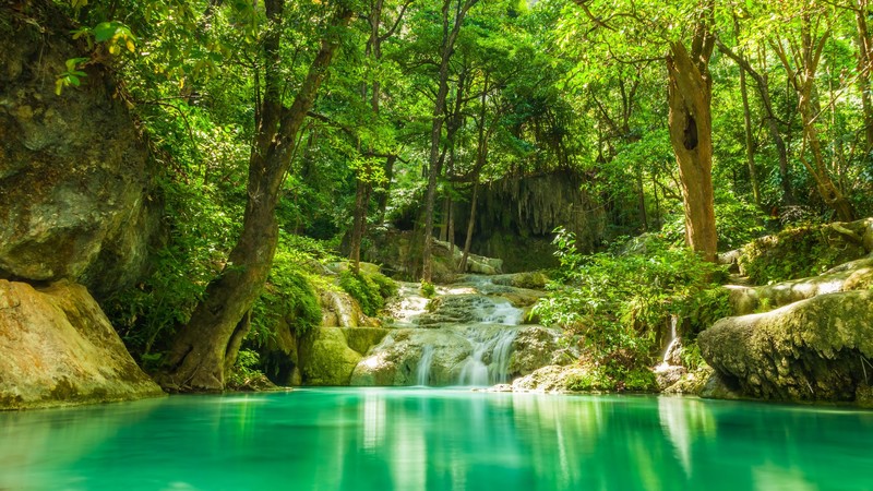 nature, lake, water, forest