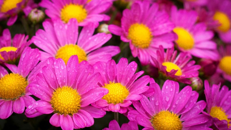 water, drops, pink, flowers