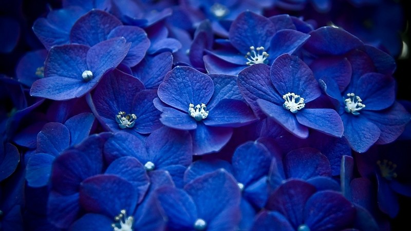 flowers, blue