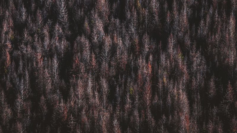 forest, trees, aerial view, nature, 4k