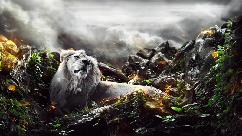 jungle, lion, king, creative