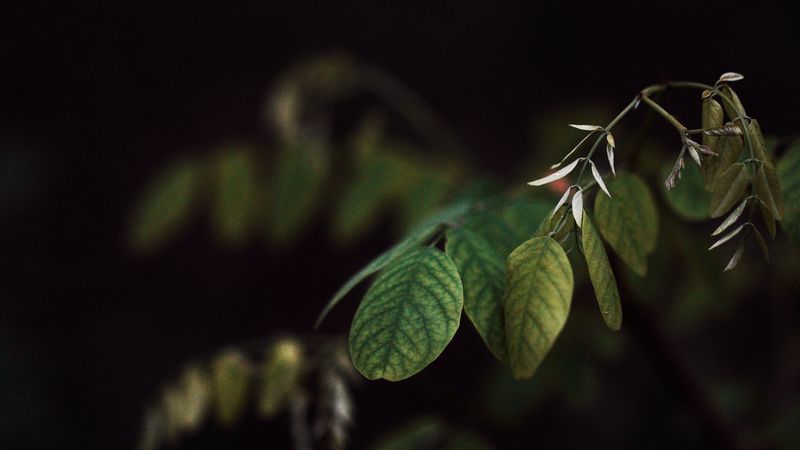 branch, leaves, plant, dark, 4k