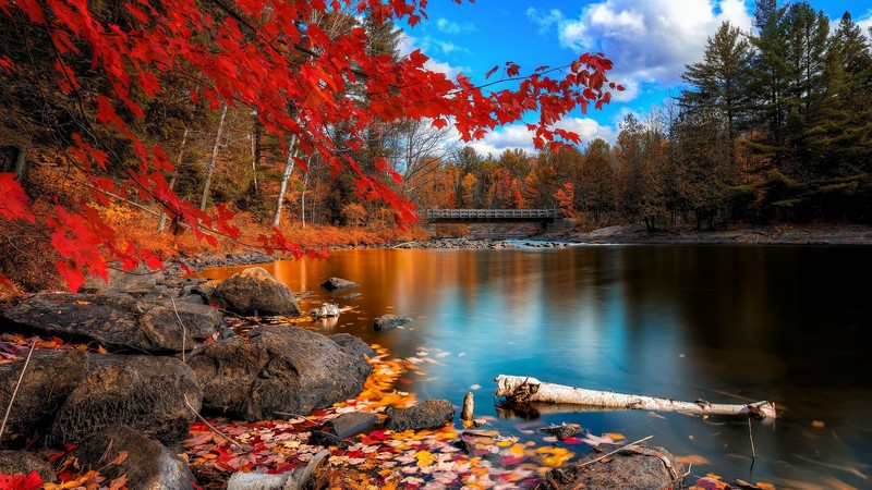 nature, autumn, trees, leaves