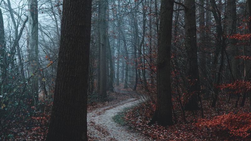 forest, path, trees, fog, autumn, 4k