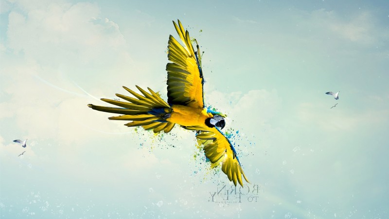 parrot, artist, digital art, flying
