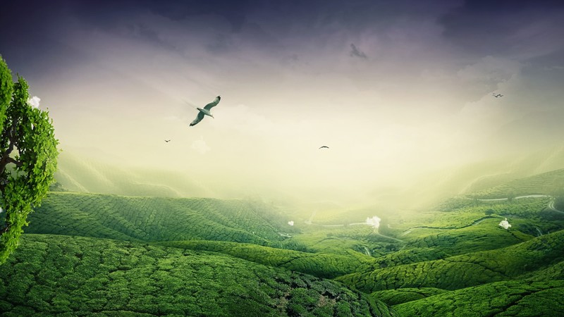 green, landscape, nature