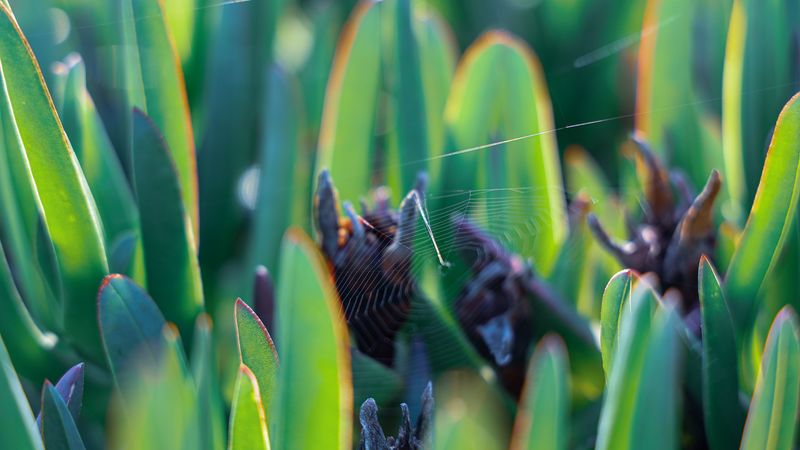 grass, macro, spider web, 4k