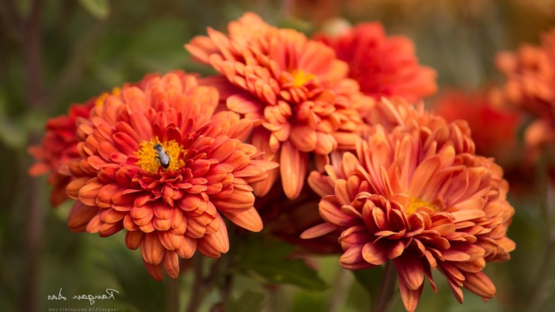 flowers, orange