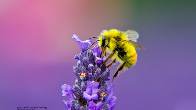 animals, honey bee, bee