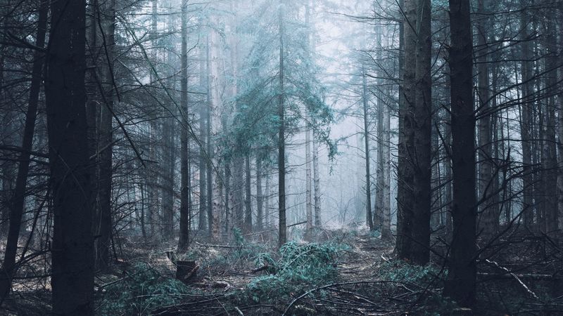 forest, fog, trees, pines, 4k