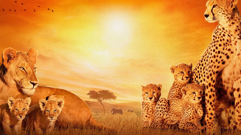 african, cats, animals, lion, cheetah