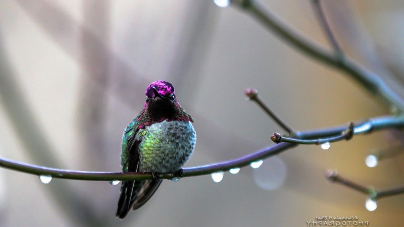 hummingbird, birds, flying