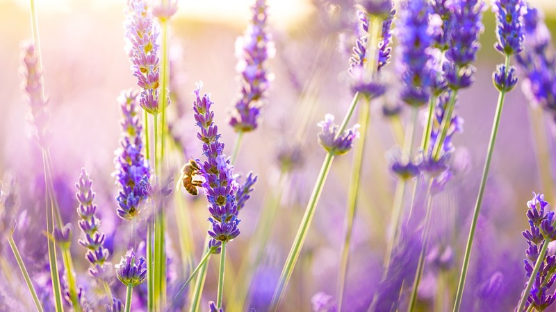 flowers, lavender