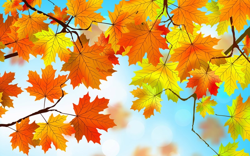 autumn, leaves, nature