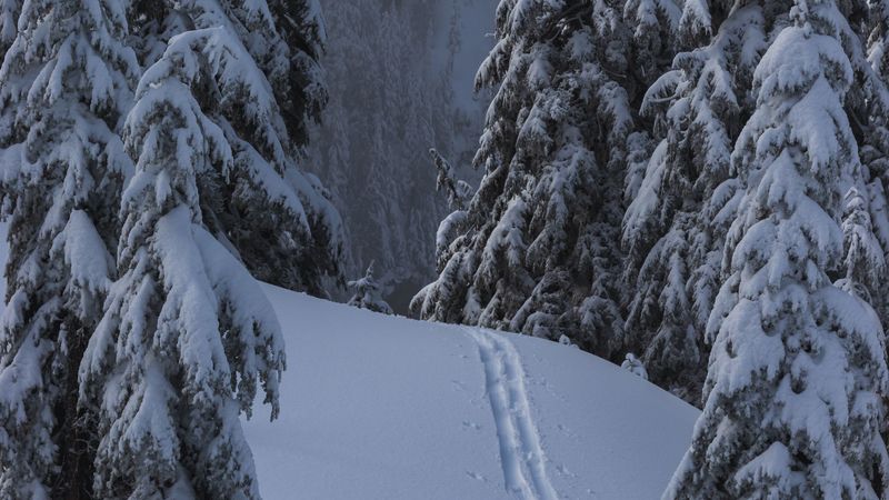 snow, winter, trees, forest, path, 4k