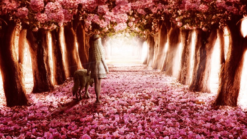 pink, flowers, path