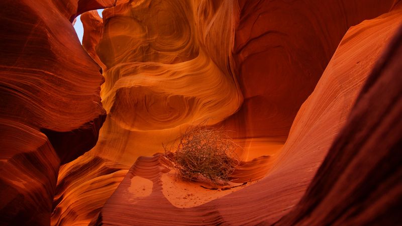 canyon, rocks, plant, dry, brown, 4k