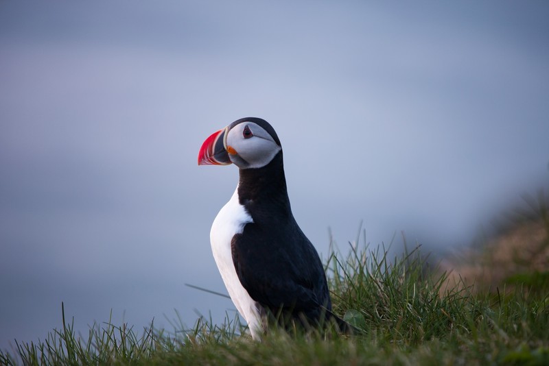 birds, puffin, animals