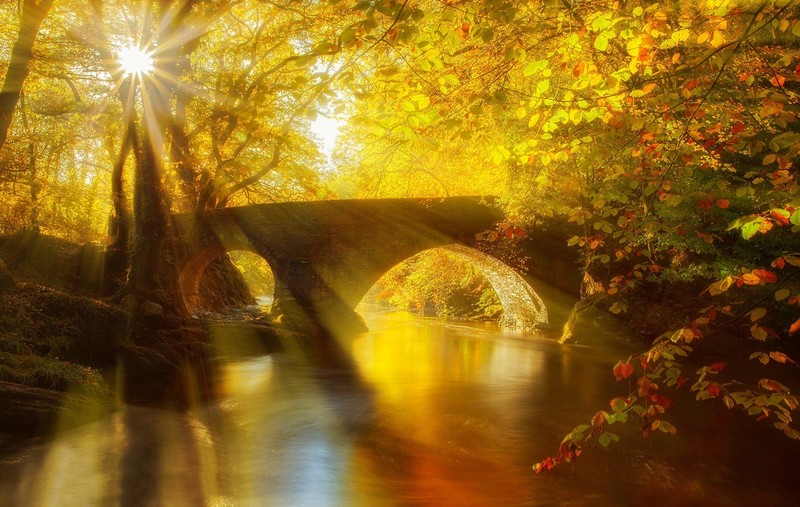 sun, autumn, forest, nature