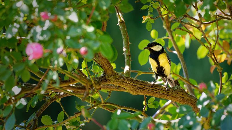 tomtit, bird, bright, branches, 4k
