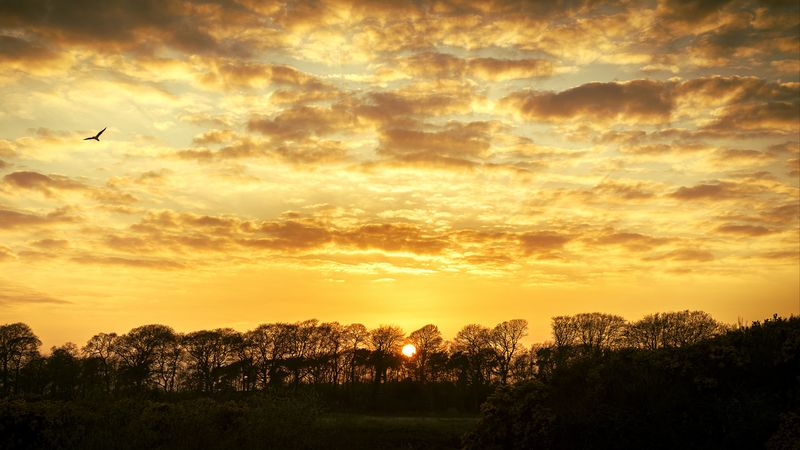 sunset, trees, clouds, dusk, landscape, 4k