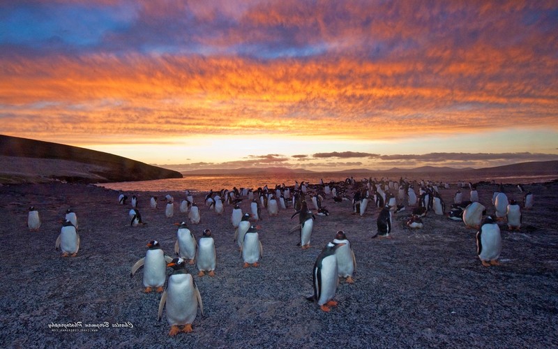 penguins, birds, animals