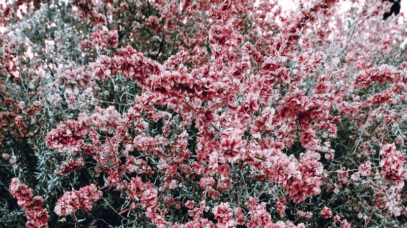 bush, flowers, pink, plant, bloom, 4k