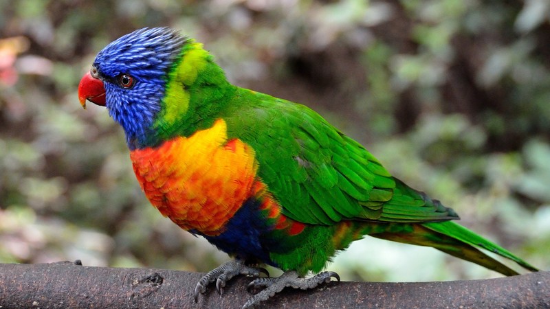 colorful, birds, parrot, animals