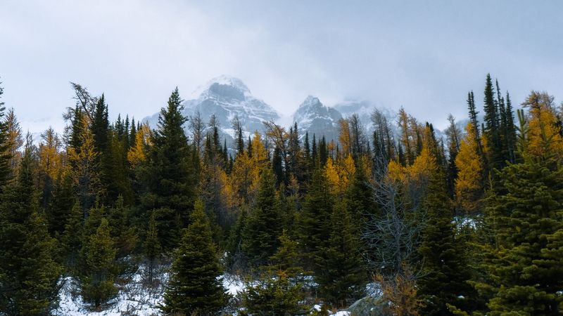 forest, mountains, trees, snow, snowy, 4k