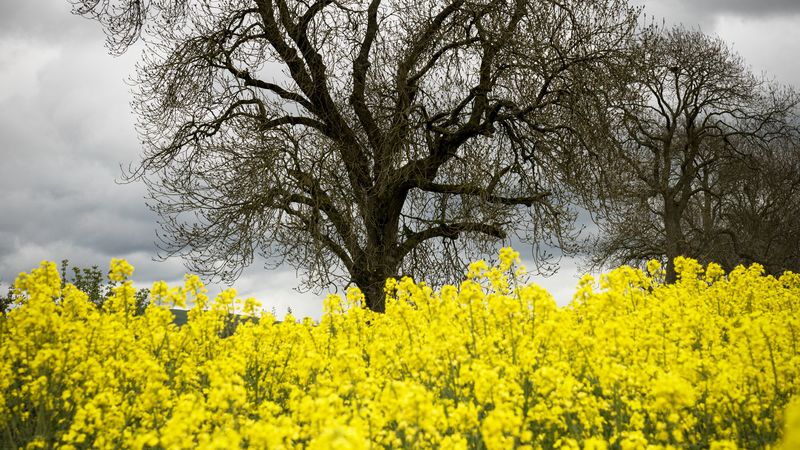 flowers, yellow, tree, nature, spring, 4k