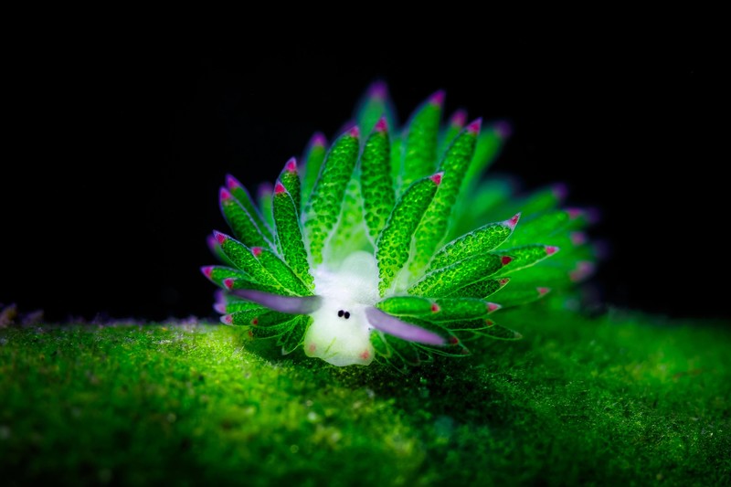 nature, underwater