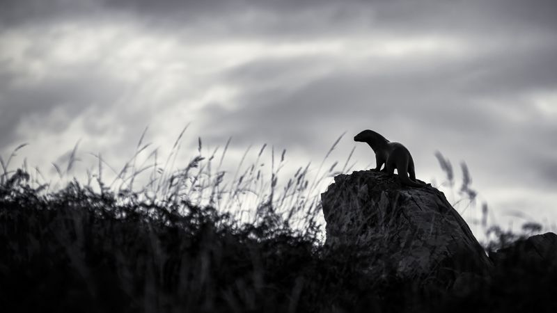 otter, stone, bw, sculpture, dark, 4k