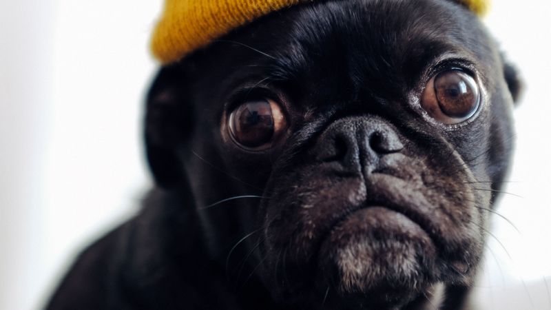 pug, dog, hat, pet, black, funny, 4k