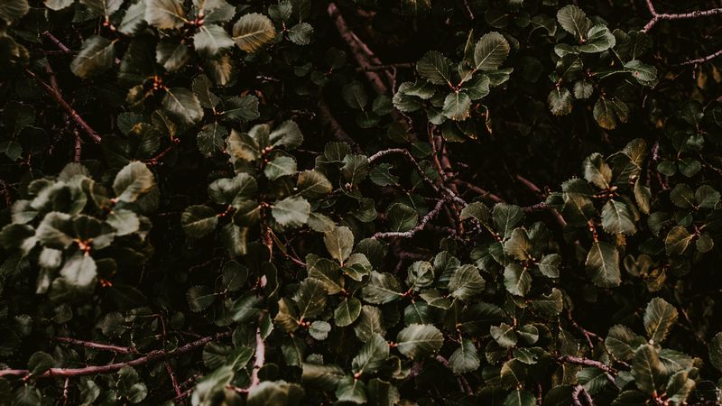 bush, green, plant, leaves, branches, 4k