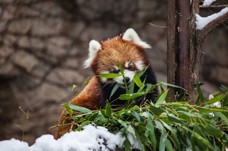 red panda, panda, animals, hd, 4k, 5k