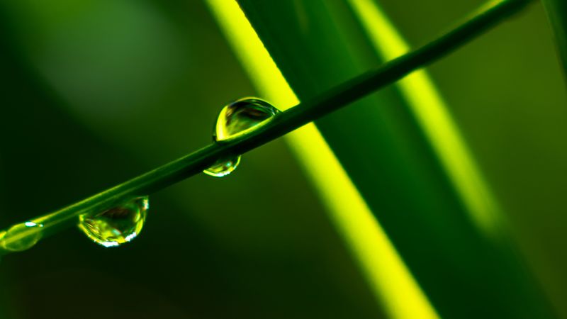 grass, drops, macro, plants, 4k