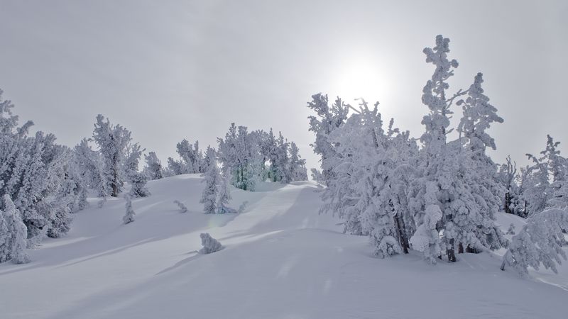 trees, snow, sunlight, winter, landscape, 4k