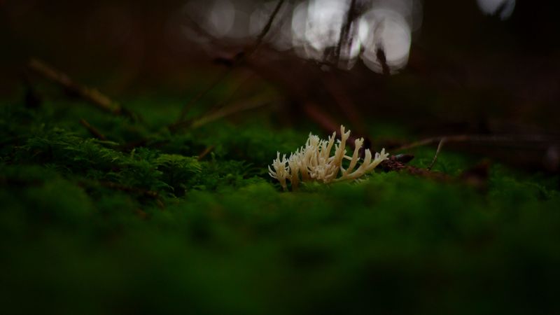 mushrooms, moss, macro, closeup, 4k