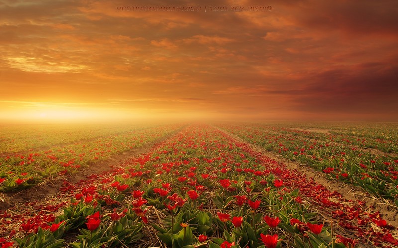 flowers, nature, fields