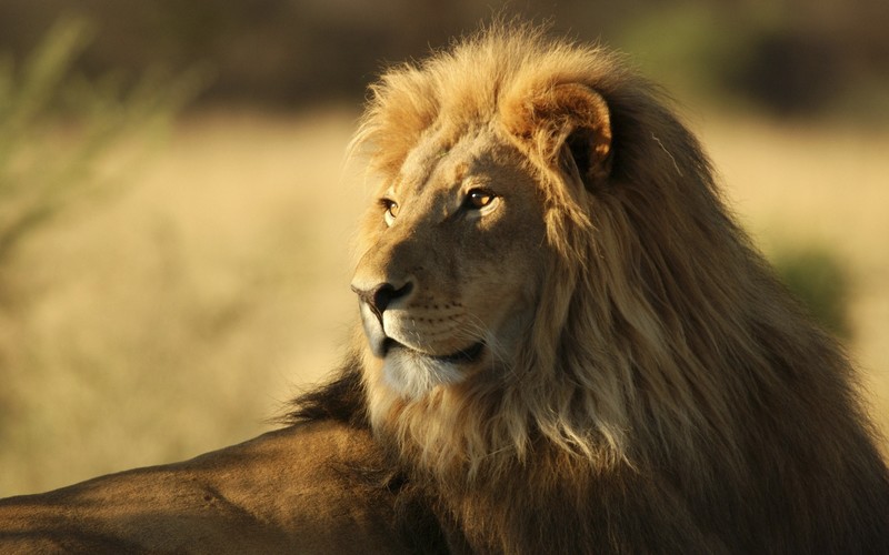 lion, animals, forest, king, predator
