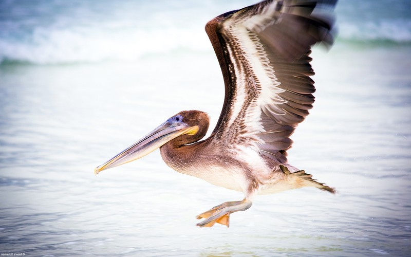 birds, animals