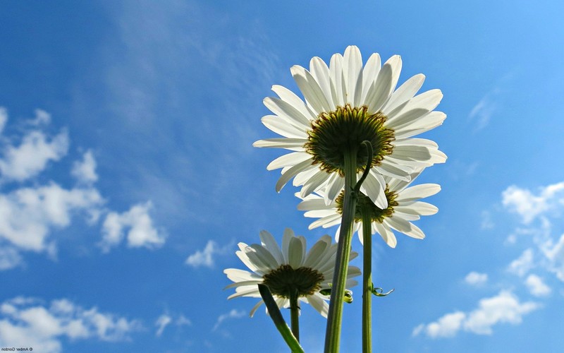 blue, sky, flowers